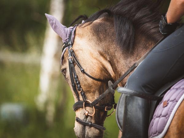 Najważniejsze rzeczy, które musisz wiedzieć podczas nauki jazdy konnej