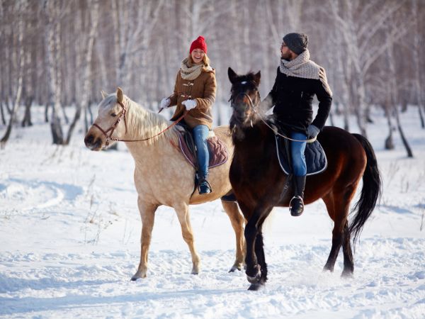 Rasy koni idealne do treningu - jak wybrać odpowiednią dla siebie